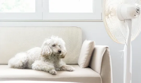 Heatstroke in Dogs: An Essential Guide for Australian Pet-Owners This Summer