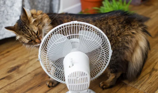 Curious tabby cat smelling old white fan on wooden floor in rust