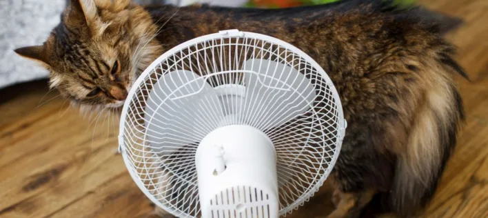 Heatstroke in Cats: Protecting Your Cat During Australia’s Dry Season