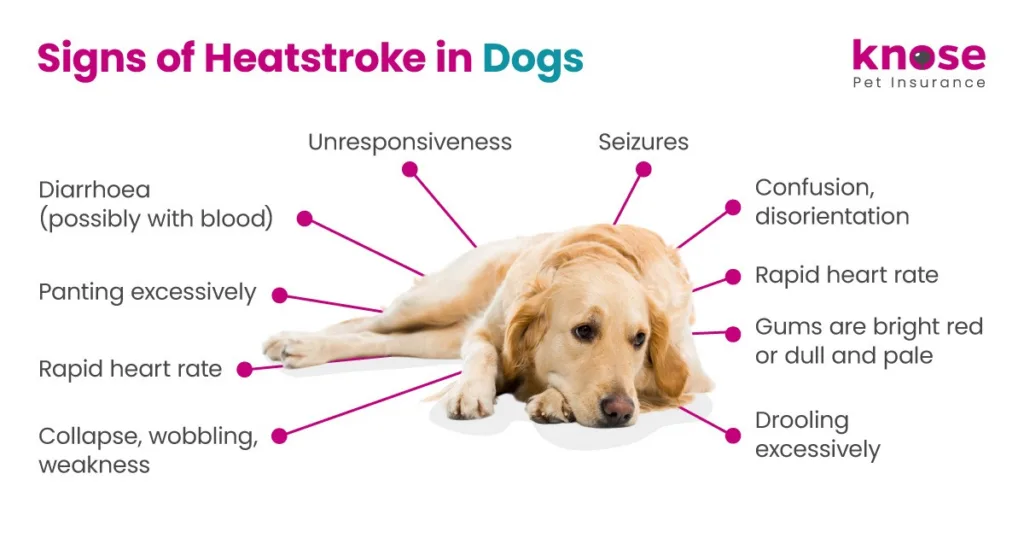 signs of heatstroke in dogs