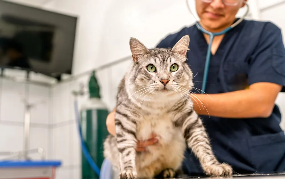 A female vet nurse helping up an obese cat