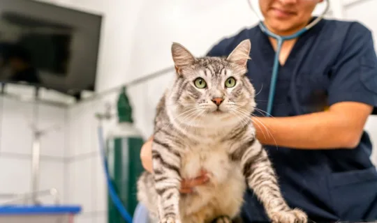 A female vet nurse helping up an obese cat