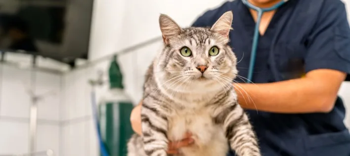 How to Manage Obesity in Cats: A Practical Guide for Pet Parents