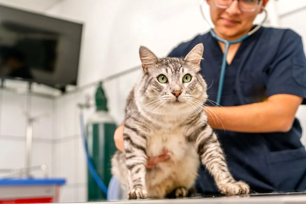 A female vet nurse helping up an obese cat