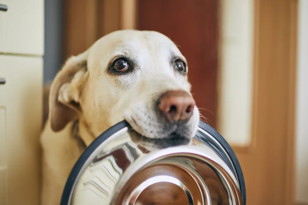 Labrador waiting for food and biting a food bowl