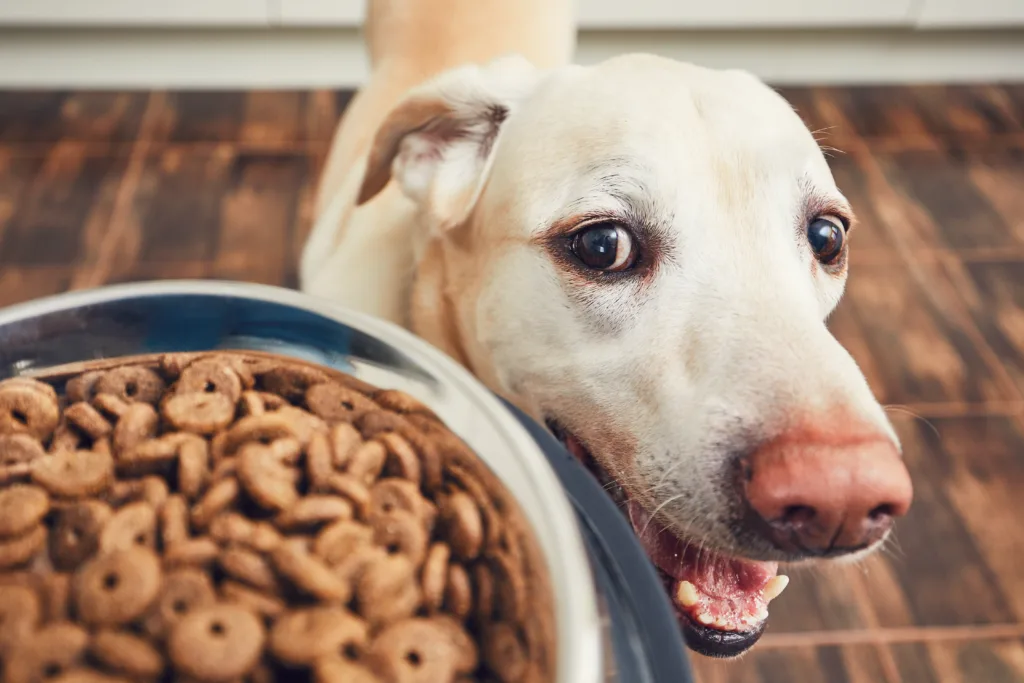 A labrador dog waiting to be fed