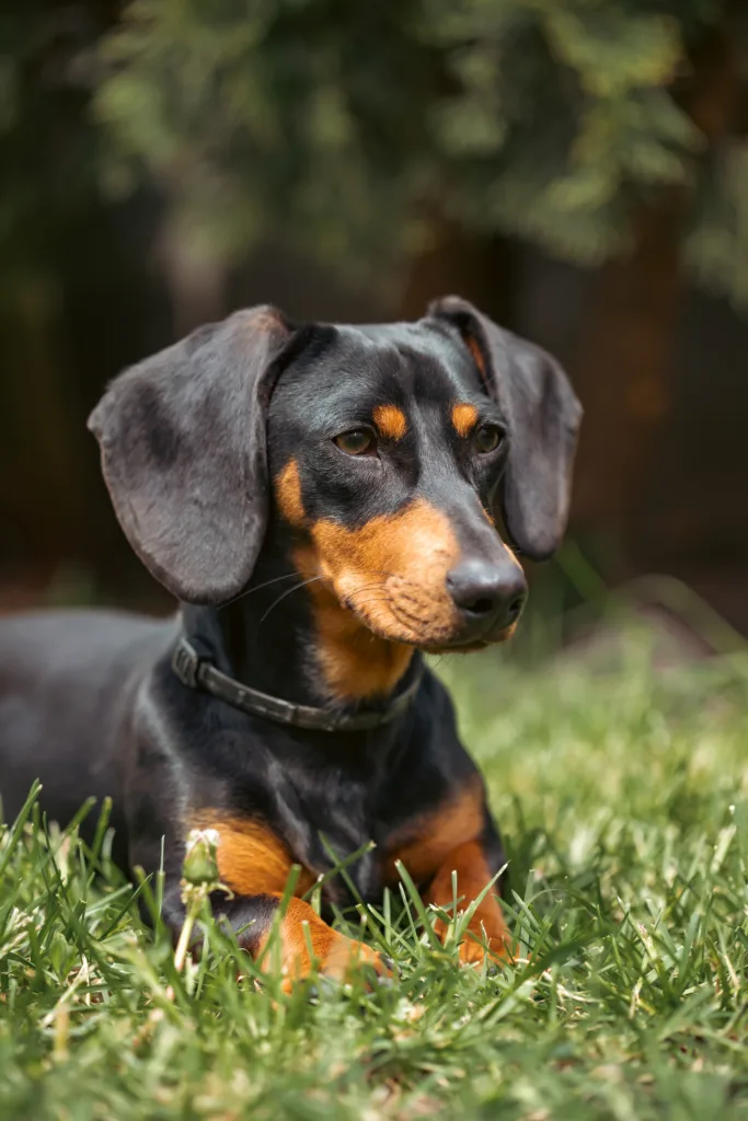 一只可爱的腊肠犬在郁郁葱葱的春日花园里