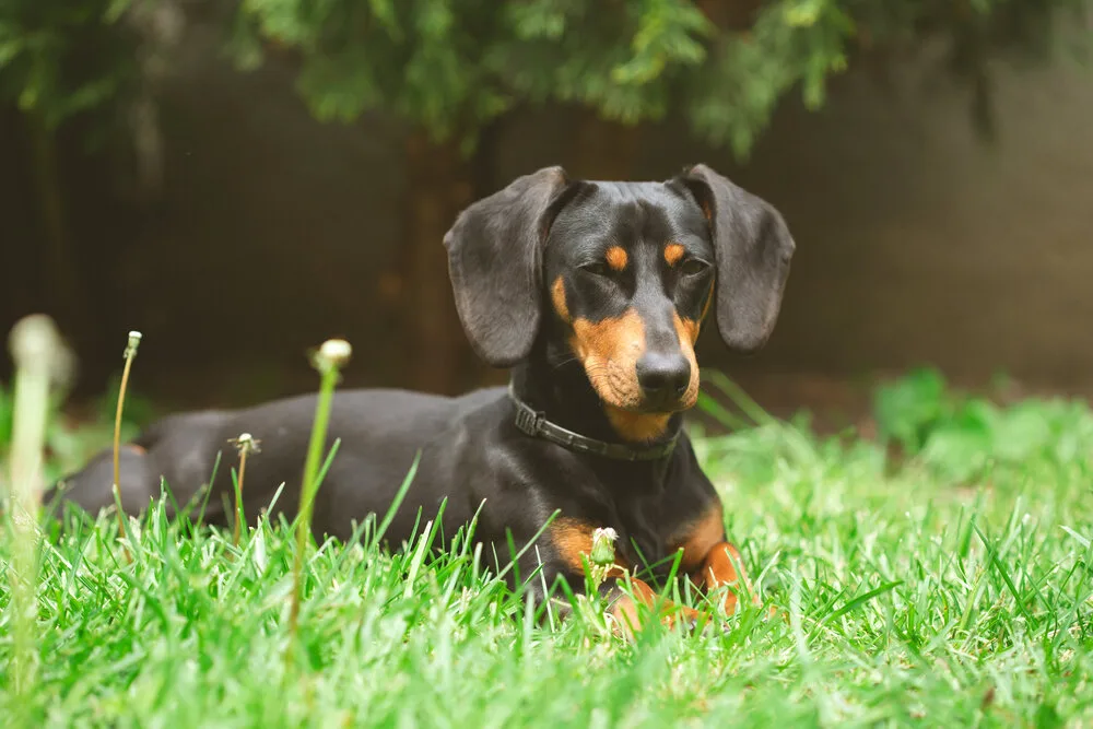 一只可爱的腊肠犬在郁郁葱葱的春日花园里