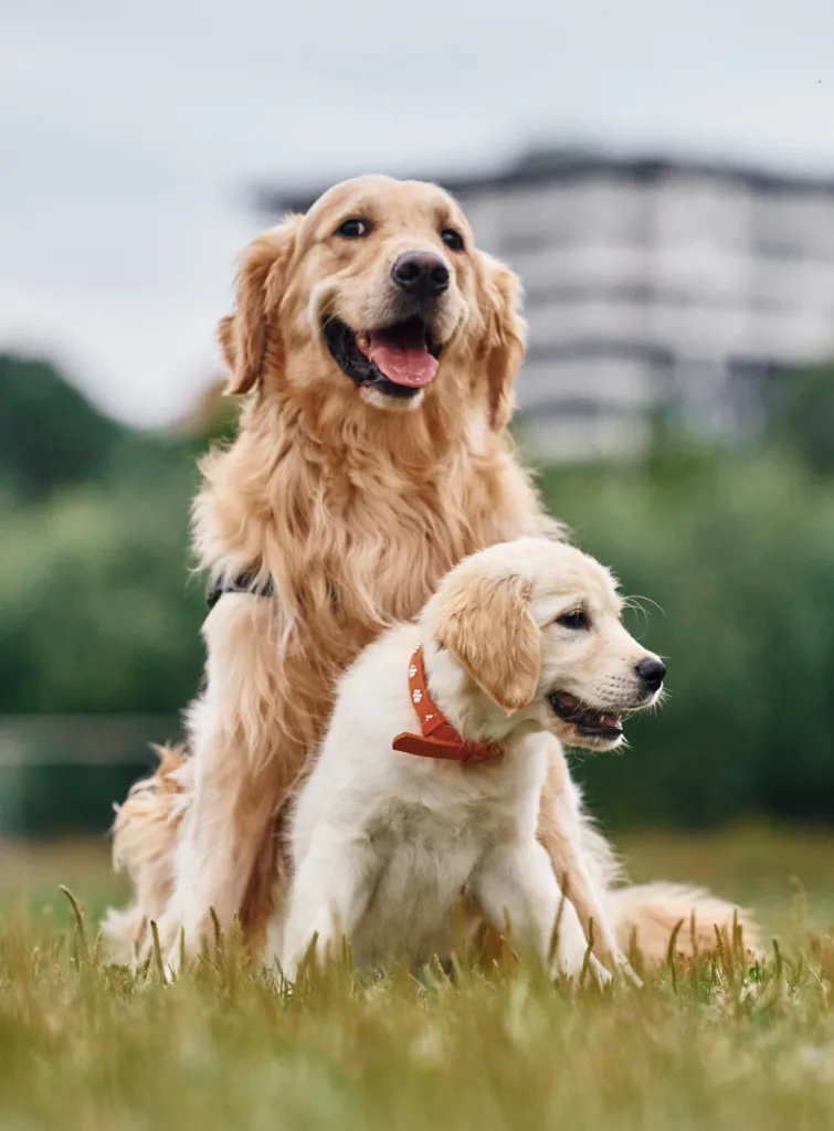 成年金毛寻回犬和幼犬。两只狗正在户外草地上