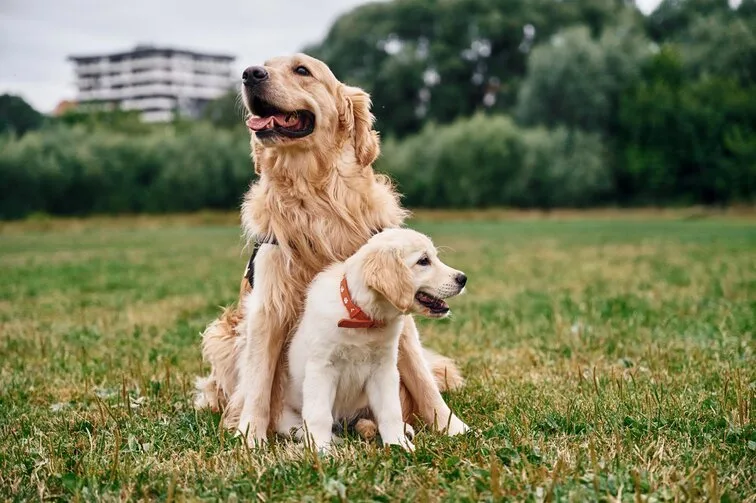 成年金毛寻回犬和幼犬。两只狗正在户外草地上