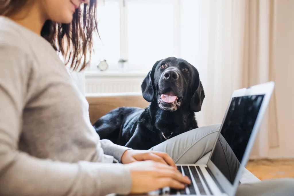 A female pet owner working from home beside her black labrador