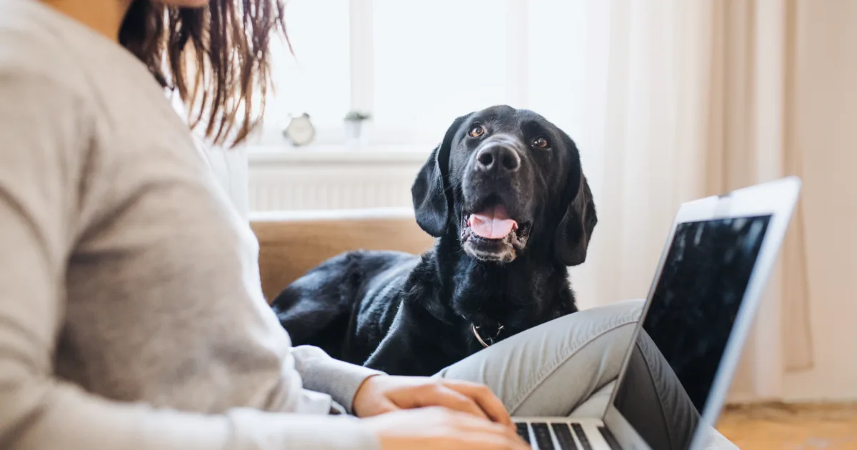 A female pet owner working from home beside her black labrador
