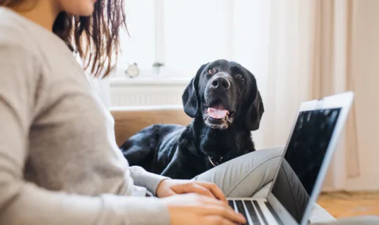 A female pet owner working from home beside her black labrador