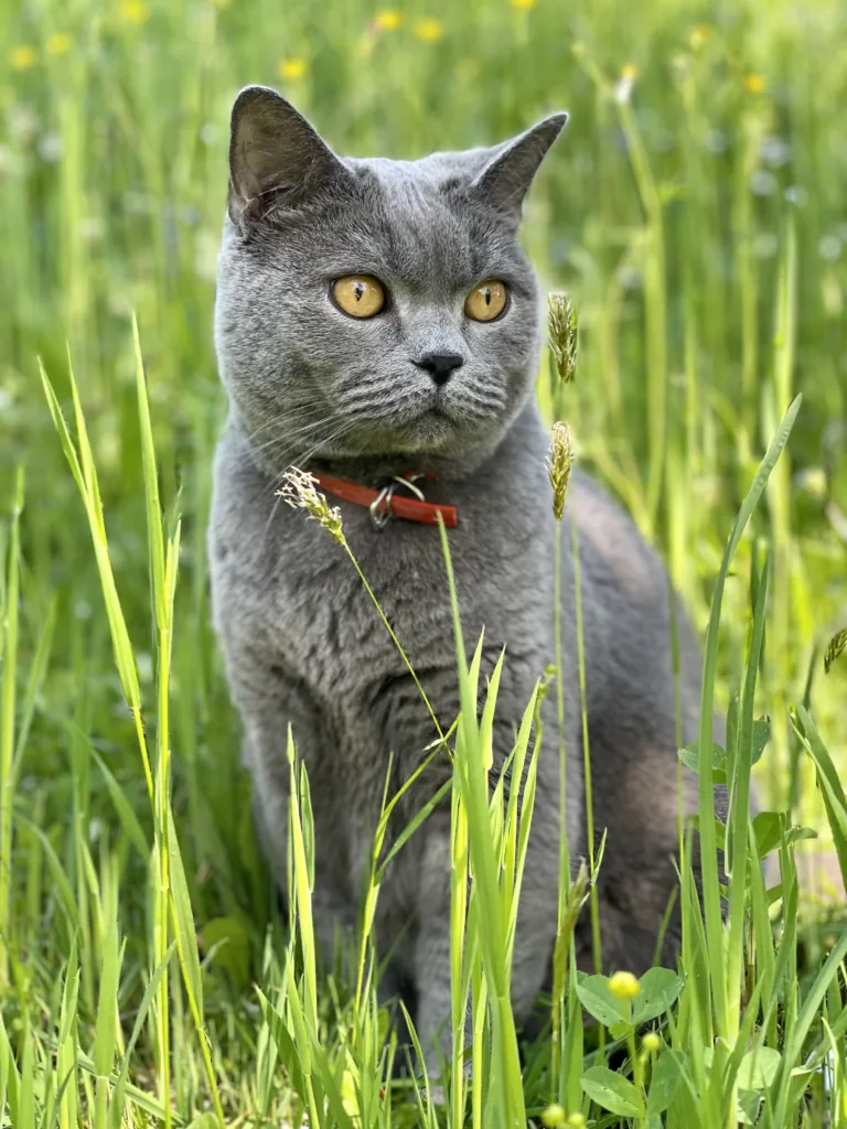 British shorthair cat sitting in the grass outdoors