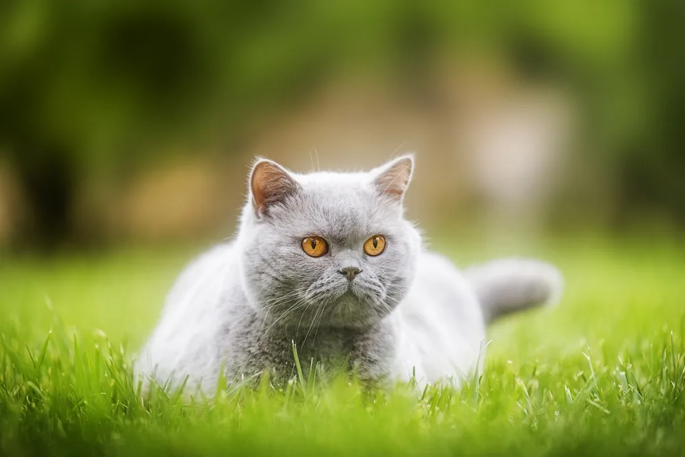 A grey british shorhait laying on the grass