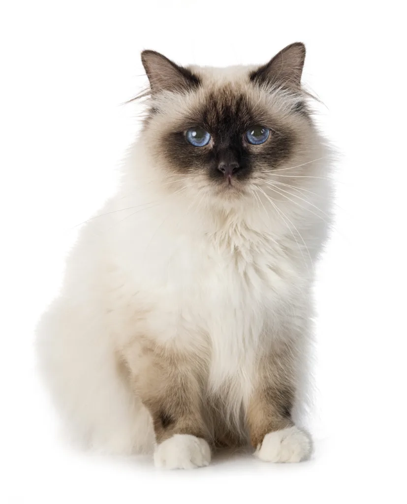birman cat profile