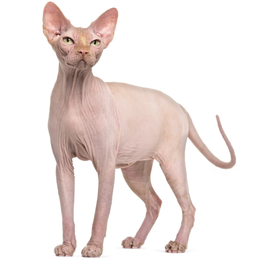 Sphynx cat profile