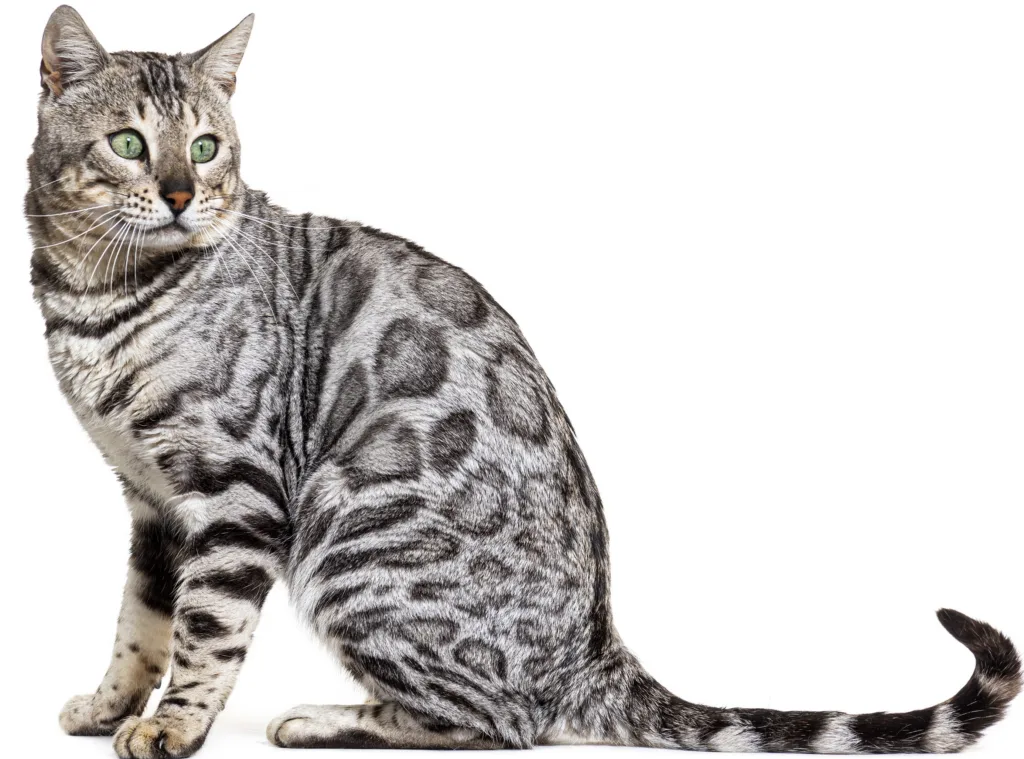 灰色孟加拉猫简介