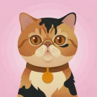 异国短毛猫图片