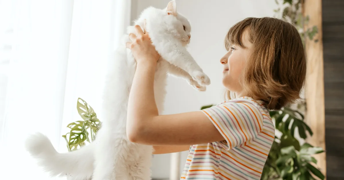 A girl plays with her beloved fluffy, white kitten. The child pets the cat. Attachment between children and pets. Funny life of cats at home
