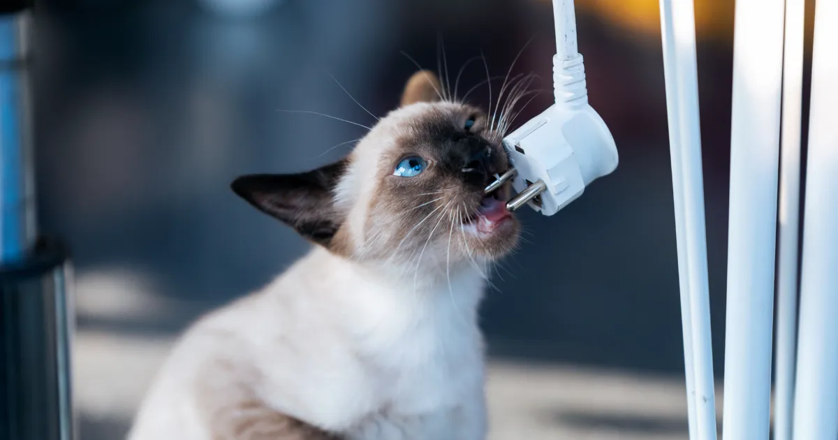 Little siamese kitten playing with the laptop cable in living room