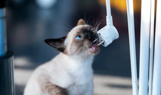 Hidden Dangers in Your Home That are Harmful to Cats 