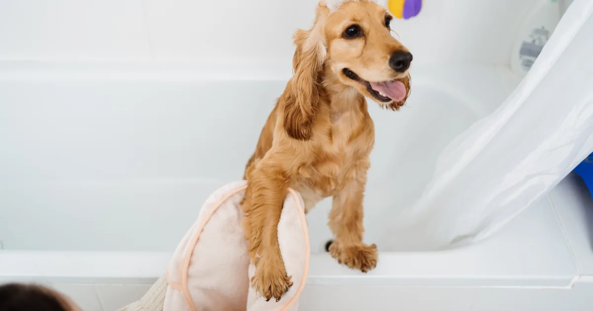 Woman taking her dog a bath