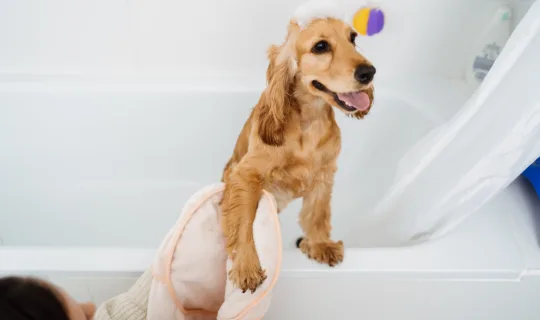 一位女士正在给她的狗洗澡