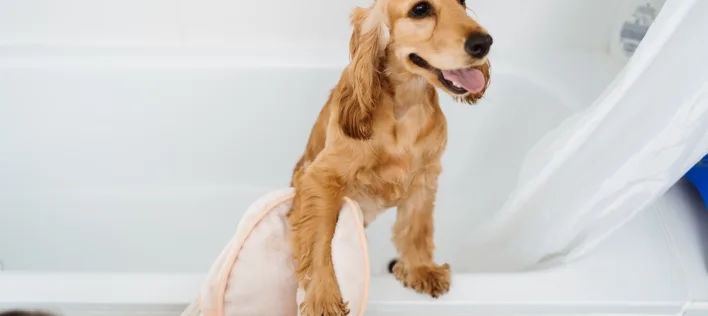 Everything You Need to Know About Dog Grooming 