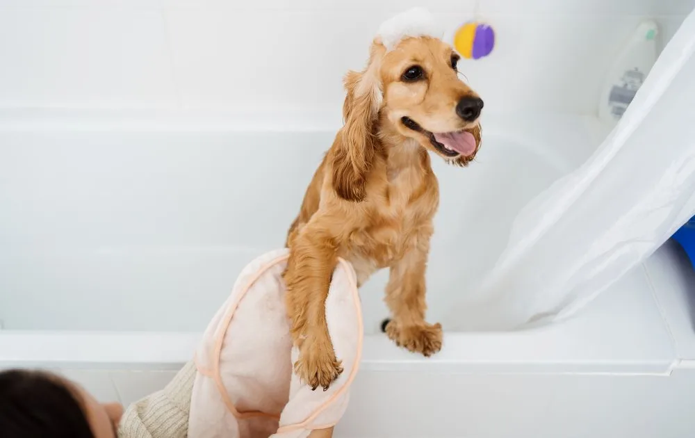 Woman taking her dog a bath