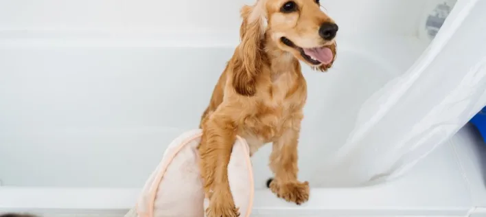 Everything You Need to Know About Dog Grooming 