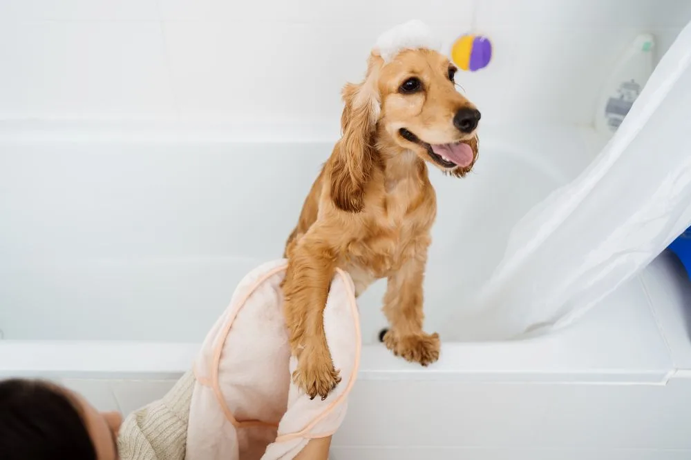 Woman taking her dog a bath