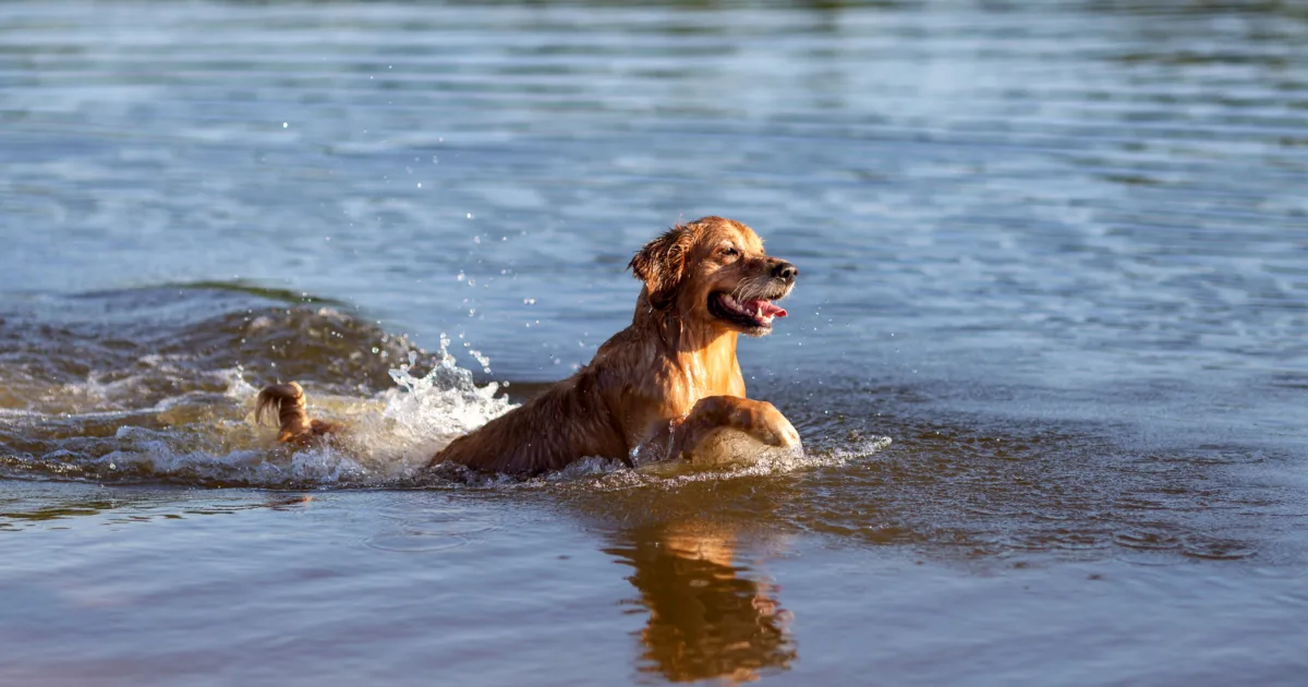 golden retriever playing in the water