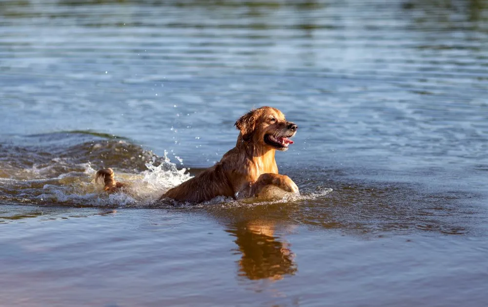 golden retriever playing in the water