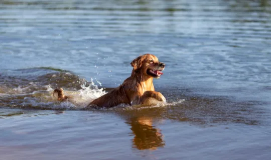 一只金毛寻回犬在水中嬉戏