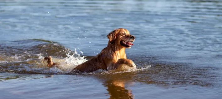 Water safety for adventurous dogs in Australia