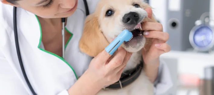Should You Brush Your Dog’s Teeth? A Vet-Approved Guide for Aussies
