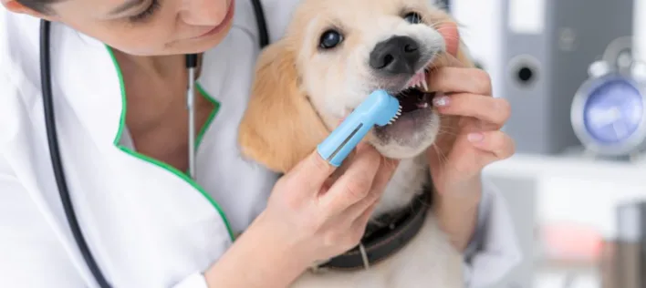Should You Brush Your Dog’s Teeth? A Vet-Approved Guide for Aussies