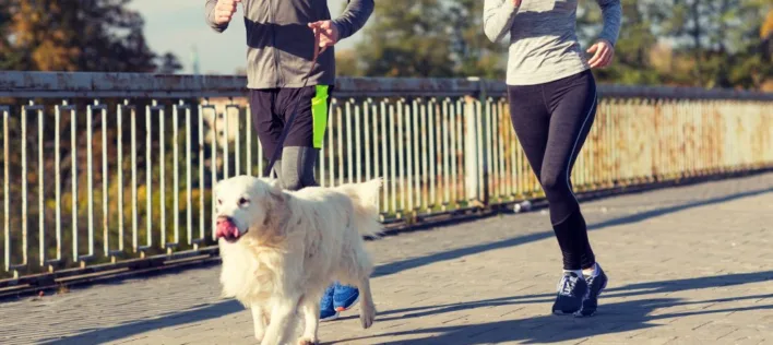 Is Your Dog a Good Running Partner? Breed, Age & Health Factors