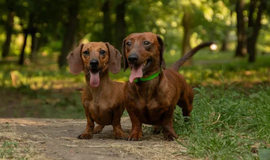 Two brown dachshunds in the park