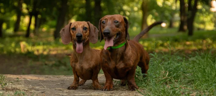 Sausage Dog Parade, Tricks & Rescue — Knose at the Dachshund Festival