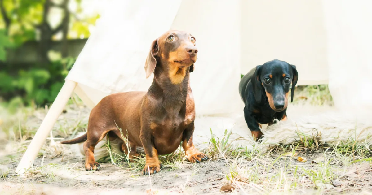Two brown dachshunds in the park
