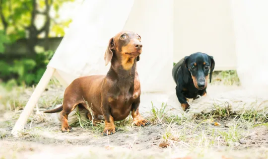 公园里的两只棕色腊肠犬
