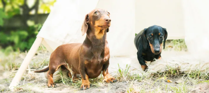 Sausage Dog Parade, Tricks & Rescue — Knose at the Dachshund Festival