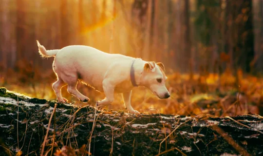 Jack russel dog running on a log