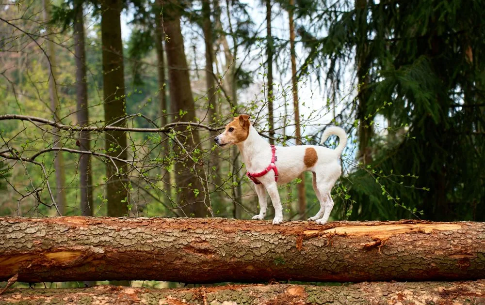 Jack russel dog running on a log