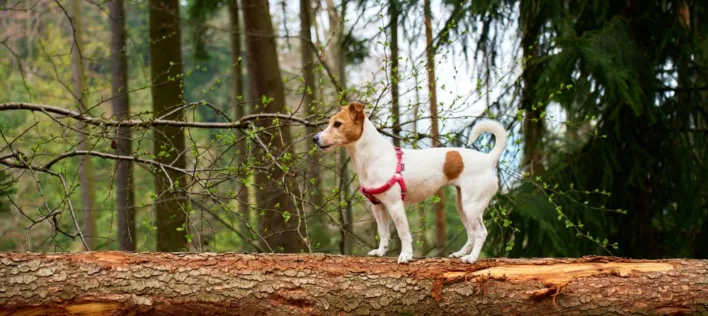 Bee Stings, Snake Bites, & Spider Bites: Vet Advice for Pets
