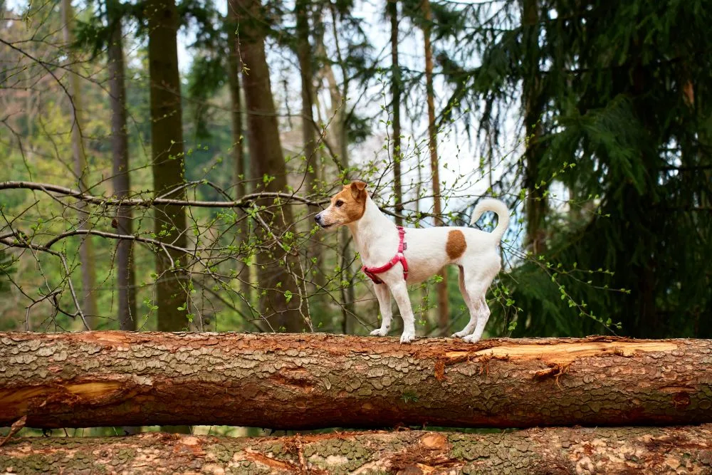 Jack russel dog running on a log