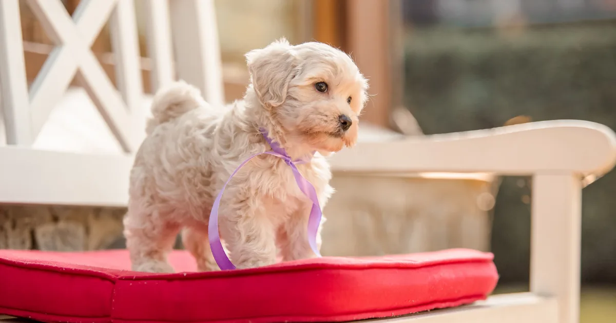 maltese poodle mix puppy sitting on a chair