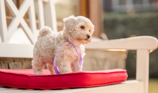 When Can My Puppy Go Outside? A Guide to Safe Socialisation 